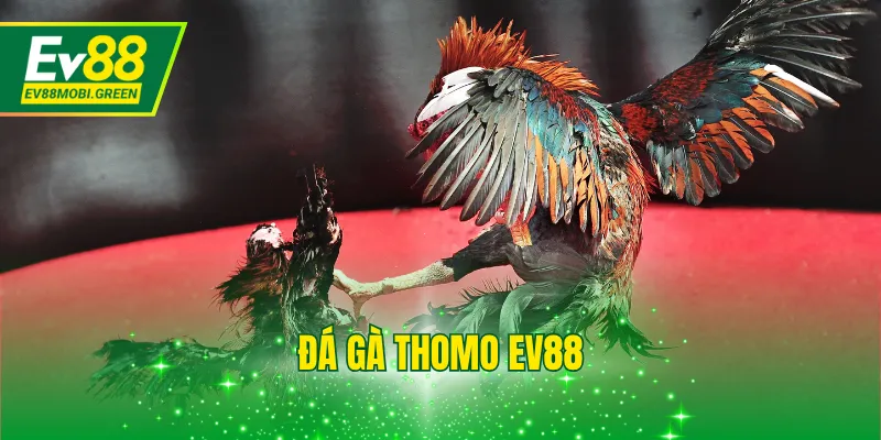 Đá Gà Thomo EV88 - Xem Full Trận Đấu Nhanh Chóng 2025